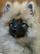 Олимпик Спирит Жиневра, 4 месяца