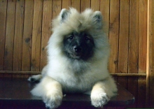 Олимпик Спирит Жиневра, 5 месяцев