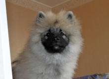 Олимпик Спирит Жиневра, 5 месяцев