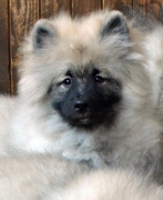 Олимпик Спирит Жиневра, 5 месяцев