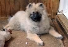 Олимпик Спирит Жиневра, 5 месяцев