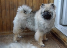 Олимпик Спирит Жиневра, 5 месяцев