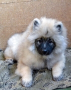 Олимпик Спирит Жиневра, 5 месяцев