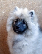 Олимпик Спирит Жиневра, 5 месяцев