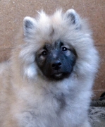Олимпик Спирит Жиневра, 5 месяцев