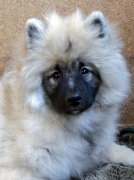 Олимпик Спирит Жиневра, 5 месяцев