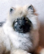 Олимпик Спирит Жиневра, 5 месяцев