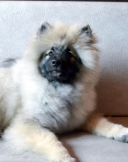 Олимпик Спирит Жиневра, 5 месяцев