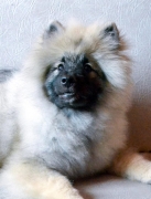 Олимпик Спирит Жиневра, 5 месяцев