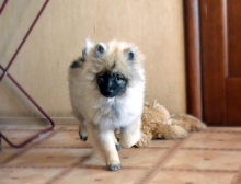 Олимпик Спирит Жиневра, 5 месяцев