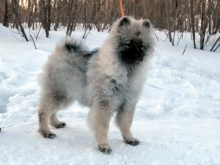Олимпик Спирит Жиневра, 5 месяцев