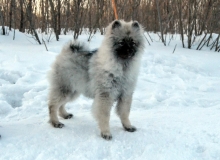 Олимпик Спирит Жиневра, 5 месяцев