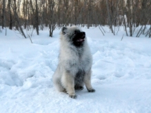 Олимпик Спирит Жиневра, 5 месяцев
