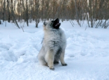 Олимпик Спирит Жиневра, 5 месяцев