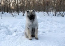 Олимпик Спирит Жиневра, 5 месяцев
