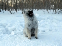 Олимпик Спирит Жиневра, 5 месяцев