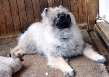 Олимпик Спирит Жиневра, 5 месяцев