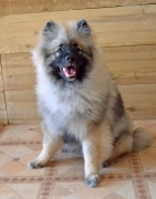 Олимпик Спирит Жиневра, 6 месяцев