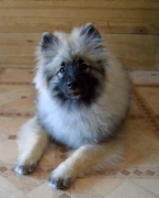 Олимпик Спирит Жиневра, 6 месяцев