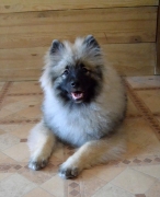 Олимпик Спирит Жиневра, 6 месяцев