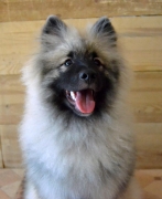 Олимпик Спирит Жиневра, 6 месяцев