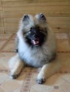 Олимпик Спирит Жиневра, 6 месяцев