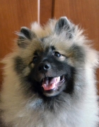 Олимпик Спирит Жиневра, 6 месяцев