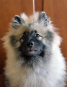 Олимпик Спирит Жиневра, 6 месяцев