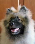 Олимпик Спирит Жиневра, 6 месяцев