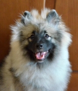 Олимпик Спирит Жиневра, 6 месяцев