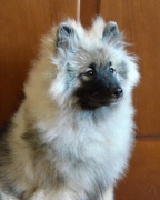 Олимпик Спирит Жиневра, 6 месяцев
