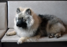 Олимпик Спирит Жиневра, 6 месяцев