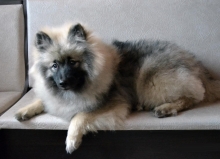 Олимпик Спирит Жиневра, 6 месяцев