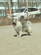 Олимпик Спирит Жиневра, 6 месяцев