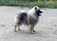 Олимпик Спирит Жиневра, 7 месяцев