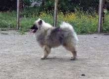 Олимпик Спирит Жиневра, 7 месяцев