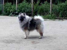 Олимпик Спирит Жиневра, 8 месяцев