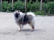 Олимпик Спирит Жиневра, 8 месяцев