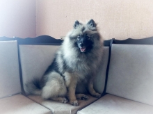 Олимпик Спирит Жиневра, 8 месяцев