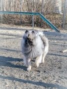 Олимпик Спирит Жиневра 