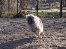 Олимпик Спирит Жиневра 
