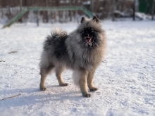 Олимпик Спирит Жиневра 