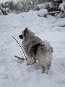 Олимпик Спирит Жиневра 