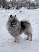 Олимпик Спирит Жиневра 