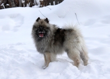 Олимпик Спирит Жиневра 