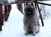 Олимпик Спирит Жиневра 