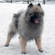 Олимпик Спирит Жиневра 