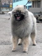 Олимпик Спирит Жиневра 