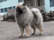 Олимпик Спирит Жиневра 