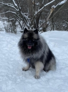 Олимпик Спирит Зорро